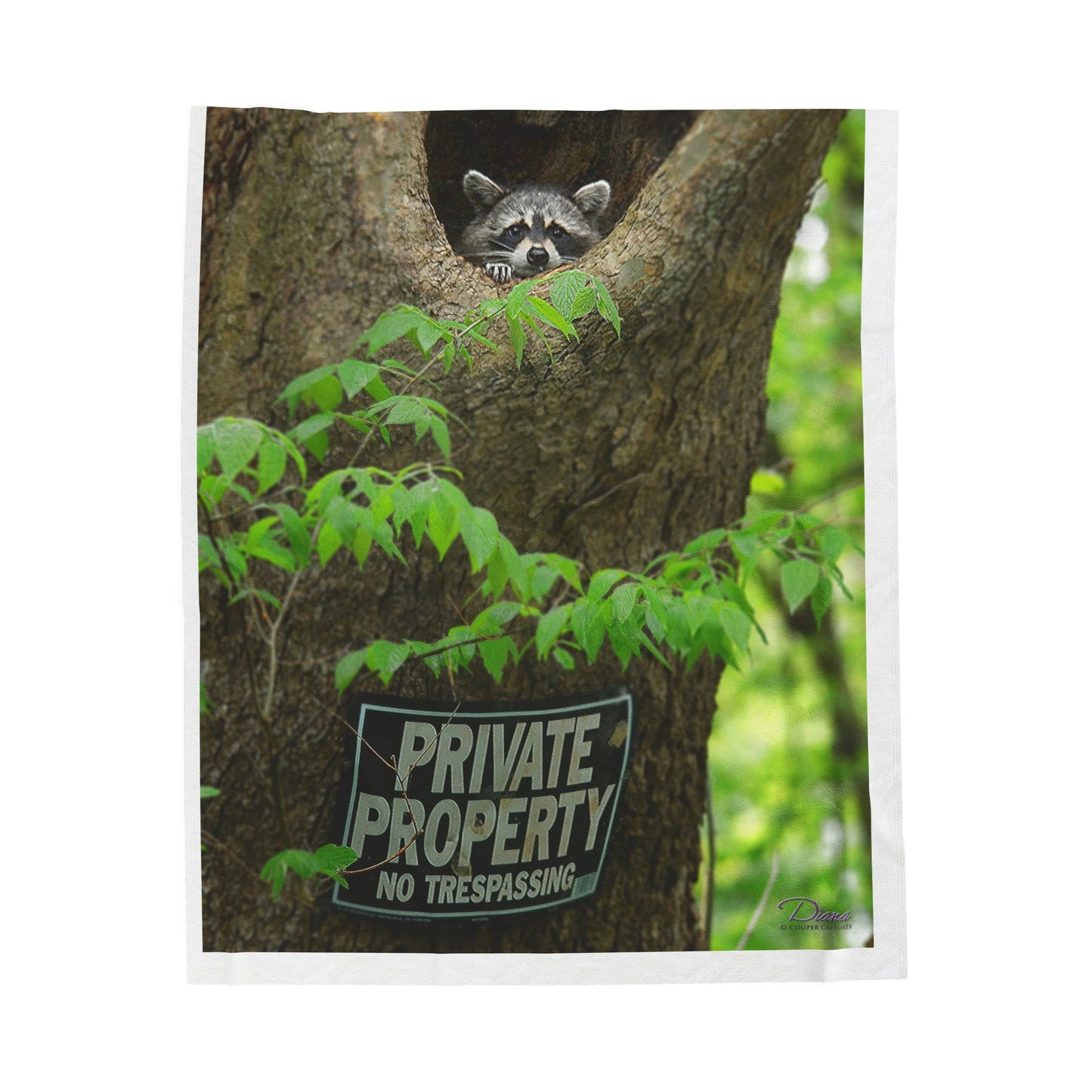 Raccoon "Private Property" - Velvet Blanket