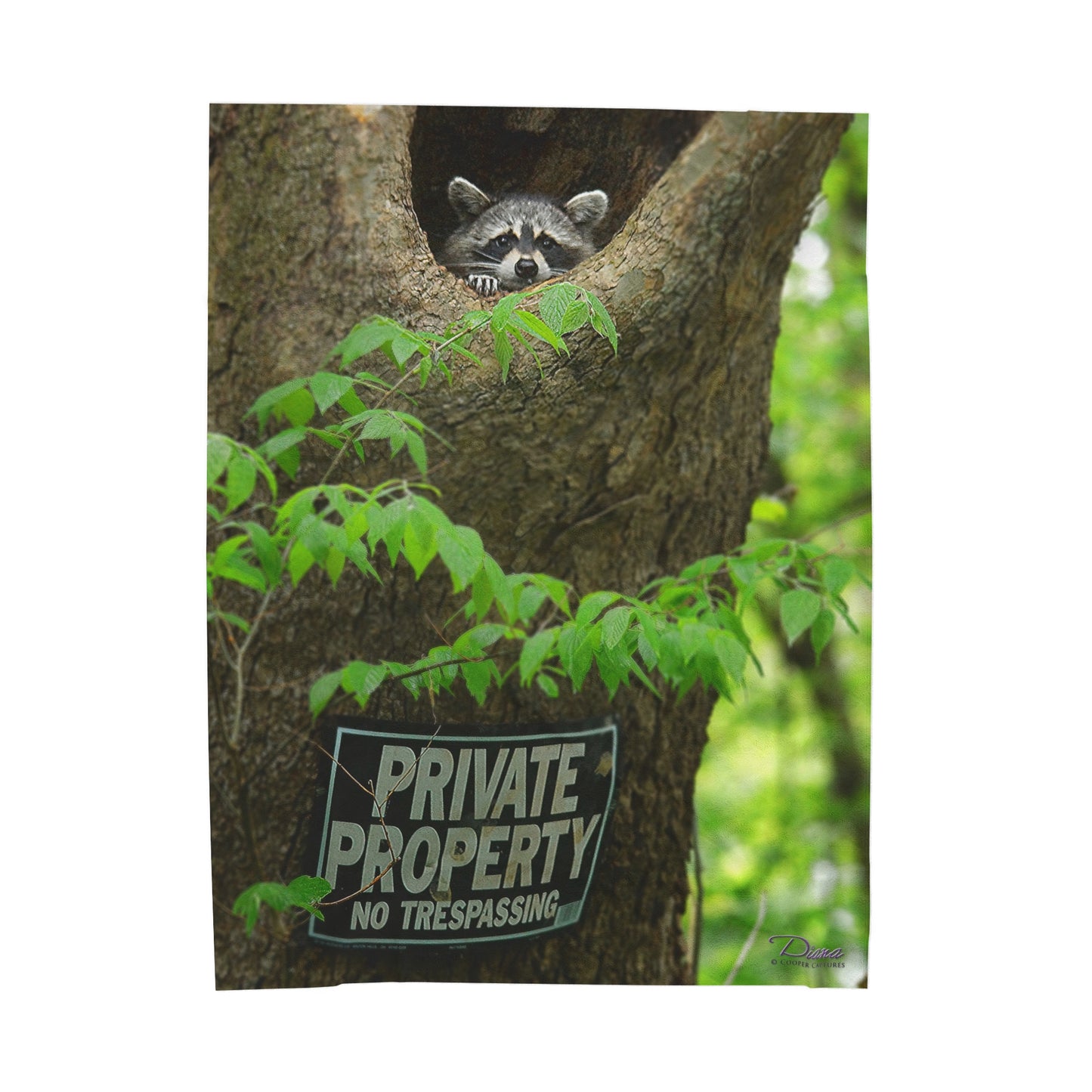 Raccoon "Private Property" - Velvet Blanket