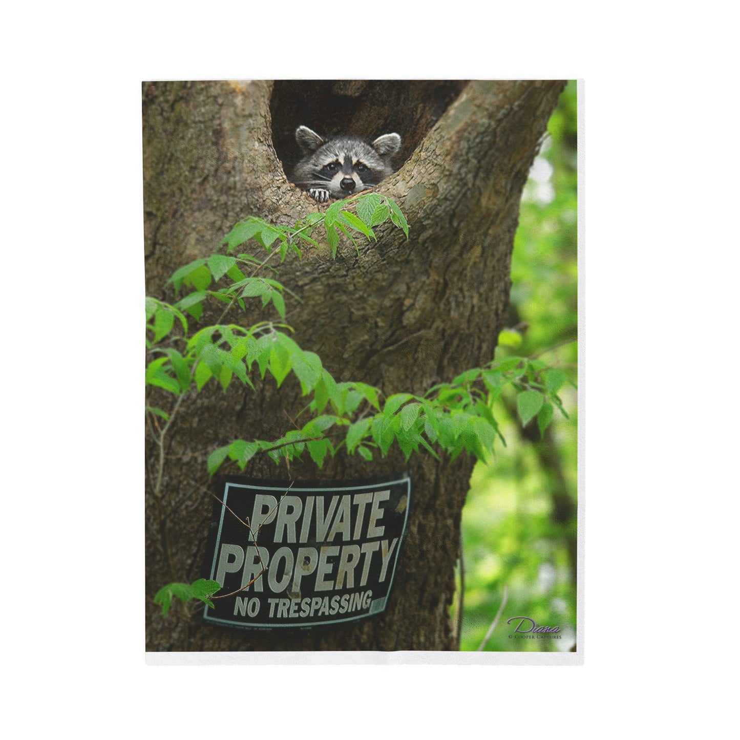 Raccoon "Private Property" - Velvet Blanket