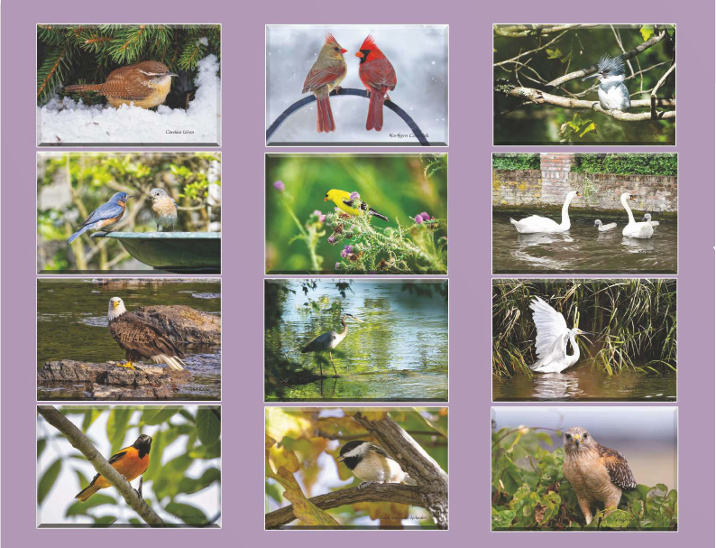 2026 Bird Calendar