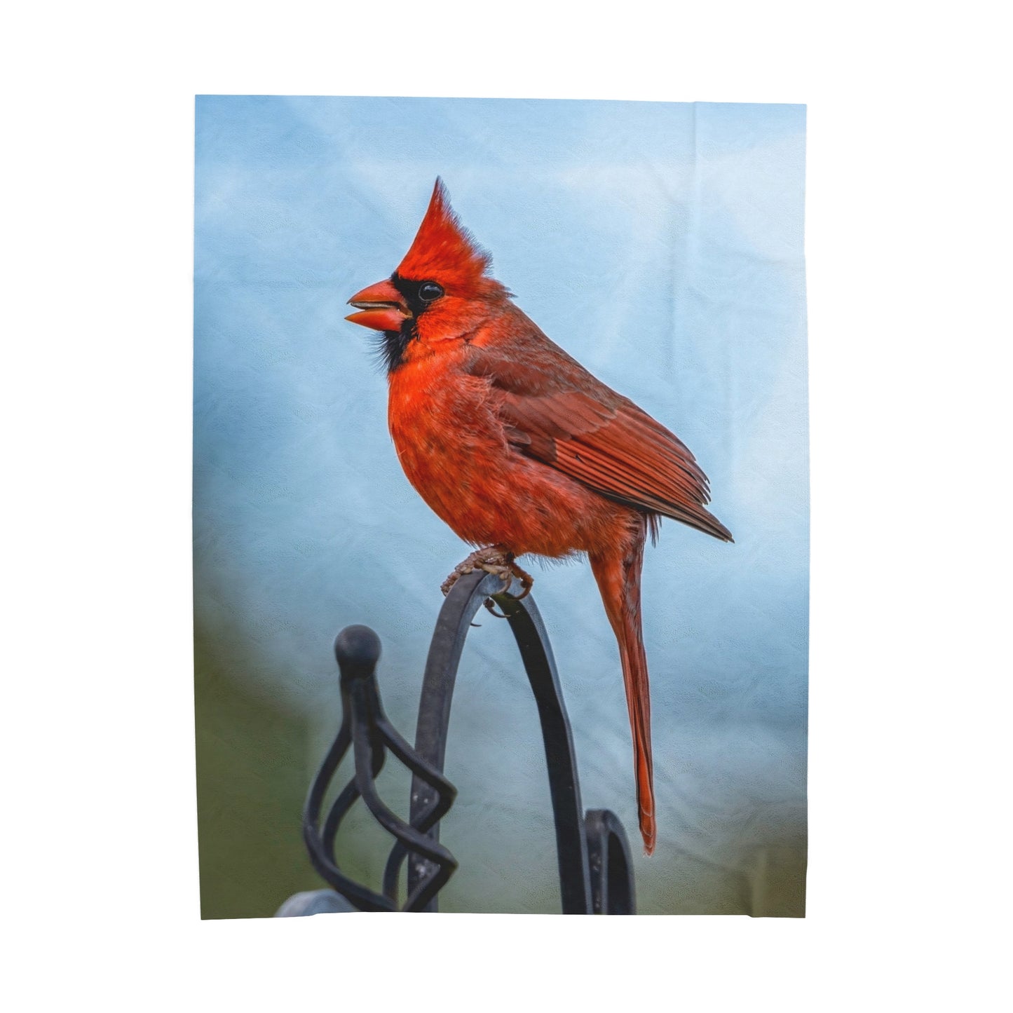 Male Cardinal waiting - Velvet Blanket