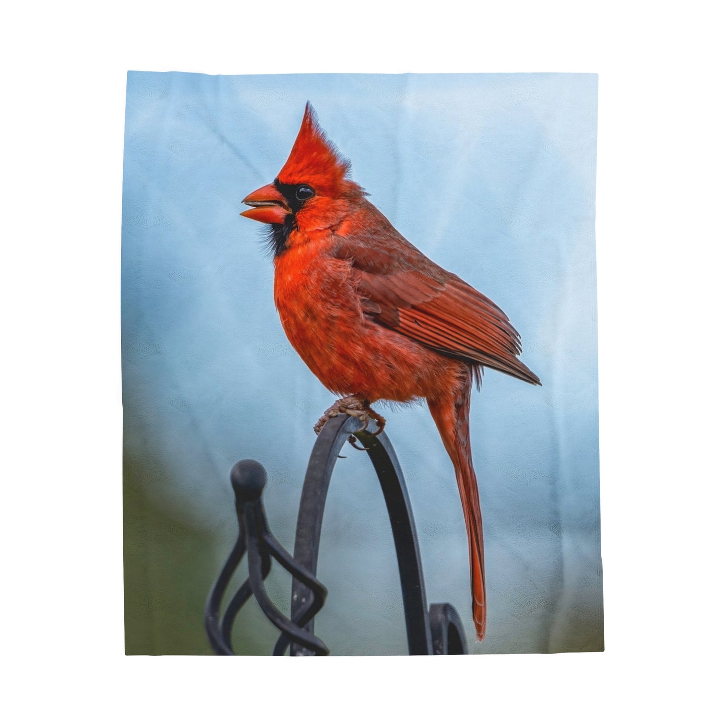 Male Cardinal waiting - Velvet Blanket