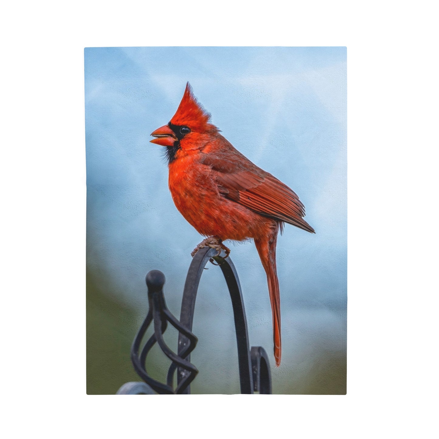 Male Cardinal waiting - Velvet Blanket
