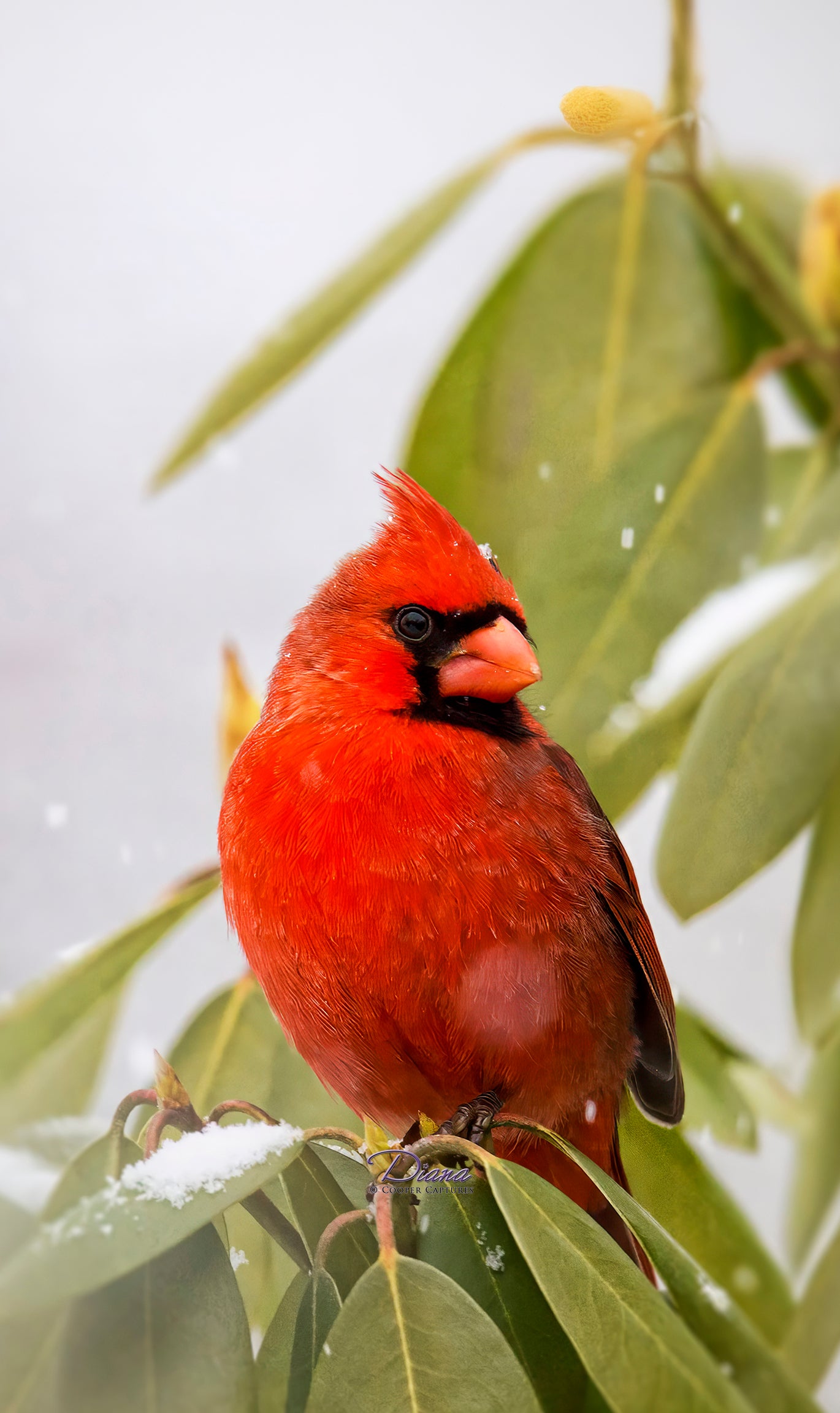 Cardinal on leaves