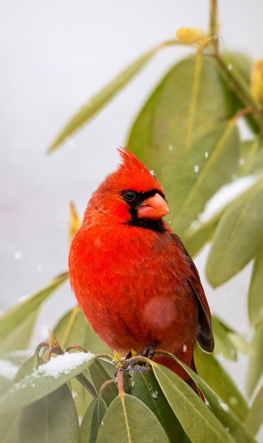 Cardinal on leaves